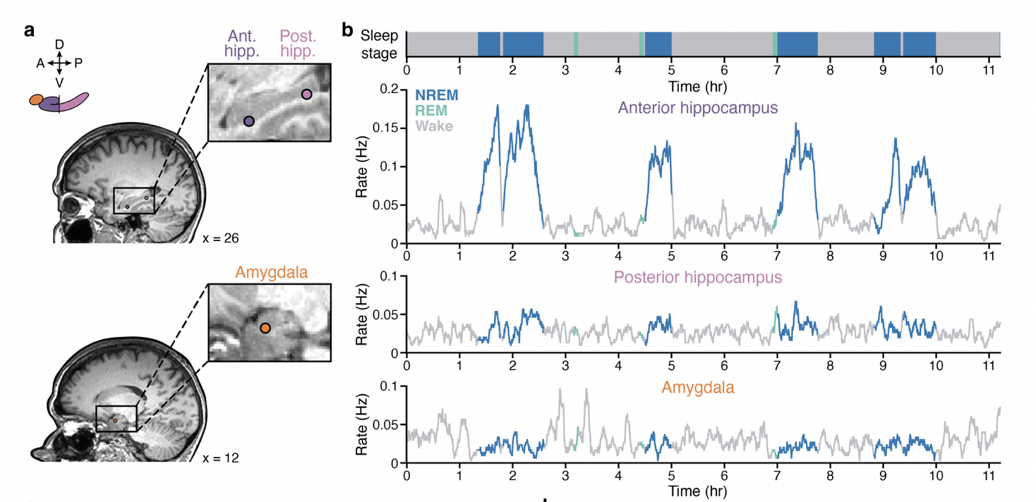 Figure 2a+b from the preprint